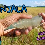 Abang Zul Ikan Patin